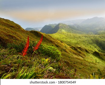  Landscape Of Mount Pelée . Mountain Pineapple Flowers In The Foreground And Mountain In The Background .