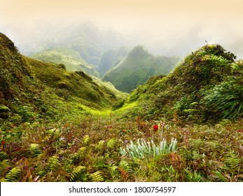  Landscape Of Mount Pelée . Mountain Vegetation In The Foreground And Mountain In The Background .