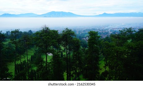 Landscape Of Mountain In Indonesia. Pine Forest In A Clouds Of Thick Mysterious Morning Fog At Sunrise. Breathtaking Panoramic Aerial View. Pure Nature, Environmental Conservation, Eco Tourism