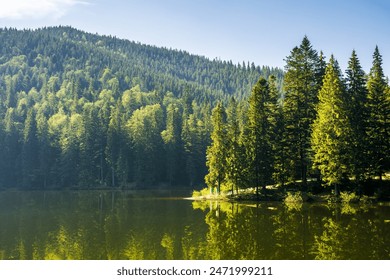 landscape with mountain lake of synevyr national park. green carpathian nature scenery in summer. coniferous forest on the hill reflecting in the water. popular travel destination of ukraine