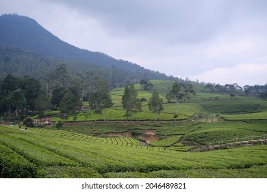 Landscape Mountain Tea Plantation Green Field Outdoor At Pengalengan Bandung Barat