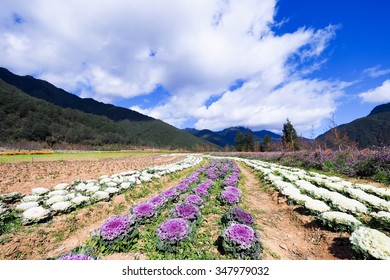 landscape of mountains
