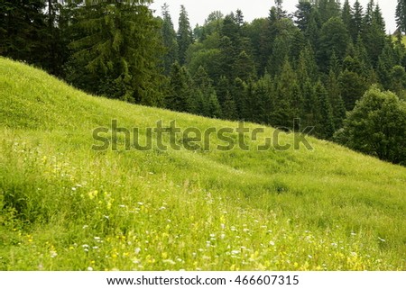 Similar – Blumenwiese, Nadelholzwald