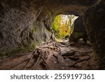 Landscape at Mullerthal Trail with Cave, Roots of Tree, Trees and Autumn Leaves.