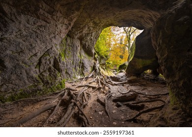 Landscape at Mullerthal Trail with Cave, Roots of Tree, Trees and Autumn Leaves. - Powered by Shutterstock - Get 15% off with code: PIKWIZARD15