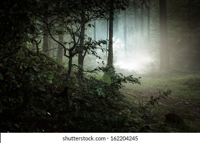 Landscape. Mysterious dark forest.