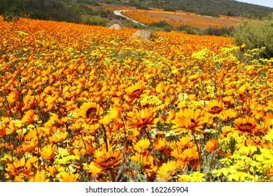 Landscape In Namaqualand National Park