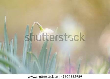 Landscape with narcissus romantic and place for text