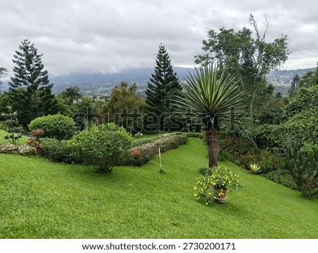 landscape, natrue, west Java, puncak, Indonesia, hijau, segar, fresh air, holiday, pine tree, garden, cloud