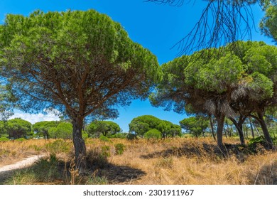 Landscape of natural park of Ria Formosa at Portugal.