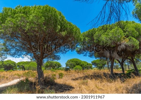 Landscape of natural park of Ria Formosa at Portugal.