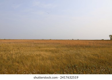 landscape natural tall grass prairie in autumn
