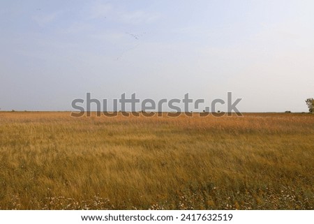landscape natural tall grass prairie in autumn