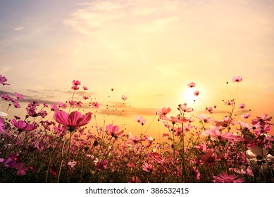 Landscape Nature Background Of Beautiful Pink And Red Cosmos Flower Field With Sunset. Vintage Color Tone