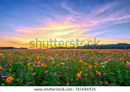 Landscape nature background of beautiful pink and red cosmos flower field on sunset
