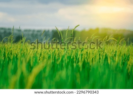 Landscape nature of rice field on rice paddy green color lush growing is a agriculture in asia ストックフォト © 