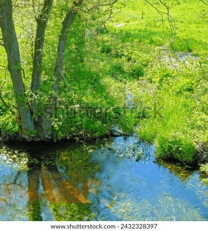 Landscape, nature and water in creek with trees, bush and environment in sunshine with green plants. Woods, river and stream with growth, sustainability and ecology for swamp, summer and countryside