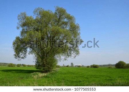 Similar – Moorland landscape with lake, grasses, trees and bizarre branches in water with reflection