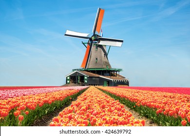Landscape of Netherlands bouquet of tulips and windmills in the Netherlands. 
