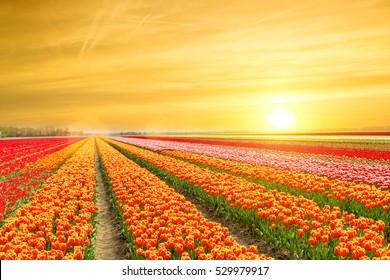 Landscape Of Netherlands Tulips With Sunlight In Netherlands

