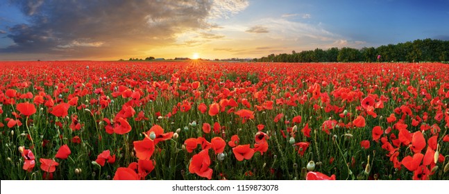 Landscape with nice sunset over poppy field - panorama - Powered by Shutterstock