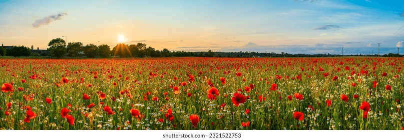 Landscape with nice sunset over poppy field - panorama - Powered by Shutterstock