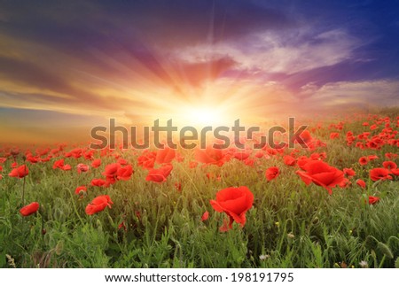 Similar – Image, Stock Photo Clapping poppies backlit under sunny sky