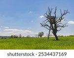 Landscape of Nothern Vosges park in Grand Est region in France with natural herb field with colorful flowers and observation post in tree