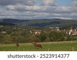 Landscape Nuremberg Land with cows in front and village and hills bavaria