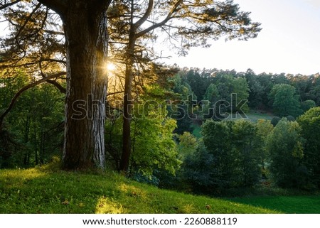 In the landscape, an old branched pine tree rises on a green hill above an autumn forest. The sunbeams of the low evening sun break through the branches of a mighty tree. Early autumn. Backlight