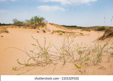 砂漠植物图片 库存照片和矢量图 Shutterstock