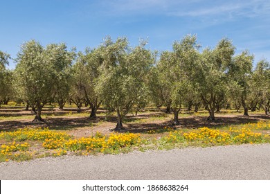 Landscape With Olive Trees And California Golden Poppy Flowers In Bloom