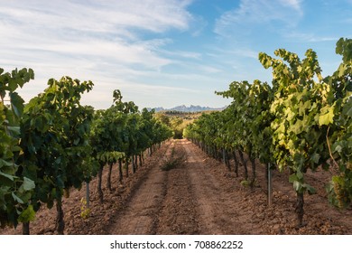 Landscape On The Penedès