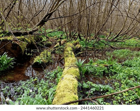 Landscape on a forest bench in spring. Tree trunks lie in the water completely covered with green forest moss on a small forest stream on the banks of which snowdrops grow.