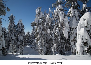 Landscape On The Koli