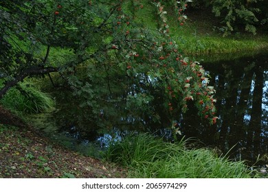 
Landscape On The Shore Of A Pond With A Mountain Ash And A Lake.