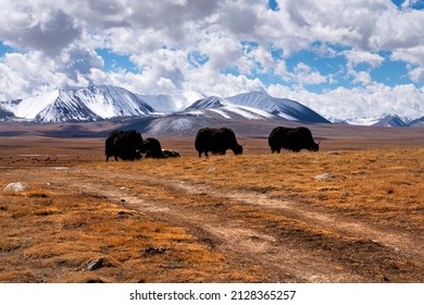 Landscape on Tibetan Plateau:  bos grunniens with snow mountains in the background