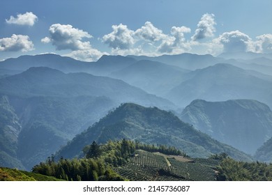 Landscape With Oolong Tea Plantation In Alishan Mountain In Taiwan