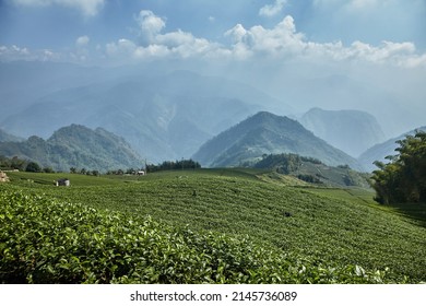 Landscape With Oolong Tea Plantation In Alishan Mountain In Taiwan