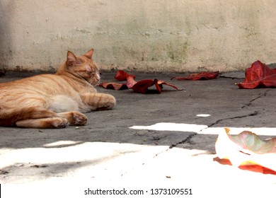 Landscape with an orange and white tabby lying on the floor next to dried leaves fallen on the concrete sidewalk of the backyard of a house in the city of Sao Paulo, Brazil. - Powered by Shutterstock