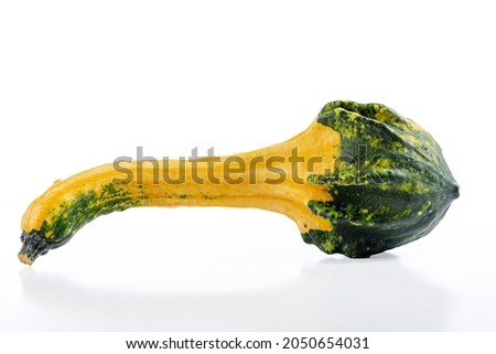 A landscape orientation image of yellow and green swan neck gourds shot on white background with copyspace, space for text