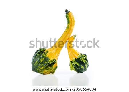 A landscape orientation image of yellow and green swan neck gourds shot on white background with copyspace, space for text