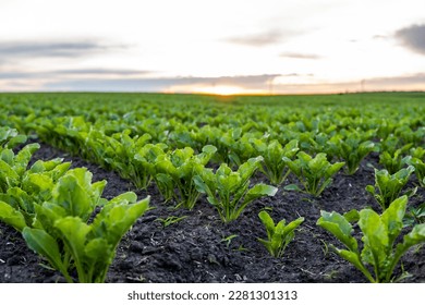 Landscape of oung green sugar beet leaves in the agricultural beet field in the evening sunset. Agriculture.