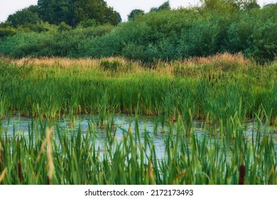 Landscape of overgrown lake with reeds near a lush forest of greenery. Calm lagoon or swamp with wild grass and cattails in Denmark. Peaceful and secluded marsh land. Scenic wild nature background