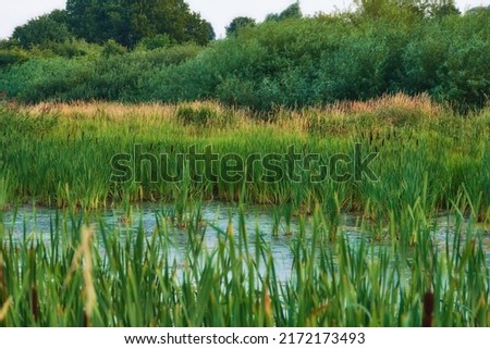 Landscape of overgrown lake with reeds near a lush forest of greenery. Calm lagoon or swamp with wild grass and cattails in Denmark. Peaceful and secluded marsh land. Scenic wild nature background