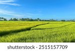 Landscape, overlooking rice field in Bohol, Philippines, Asia