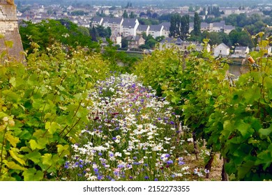 Landscape Overlooking The Saumur Residential Buildings As Seen In The Distance. A Vineyard With A Flowery Meadow Between The Rows Of Green Vines