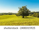 Landscape with paddock and trees near Hohen Demzin, Germany.