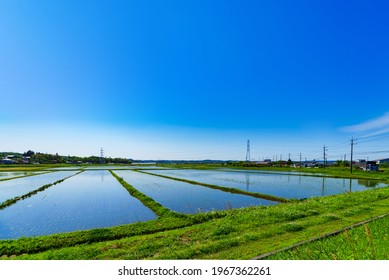 Landscape Of Paddy Field In Japan