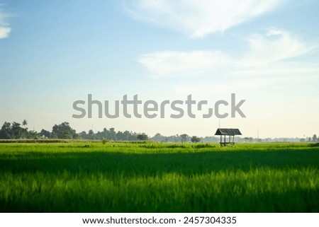 Landscape of paddy fields with a simple hut in the middle of the fields